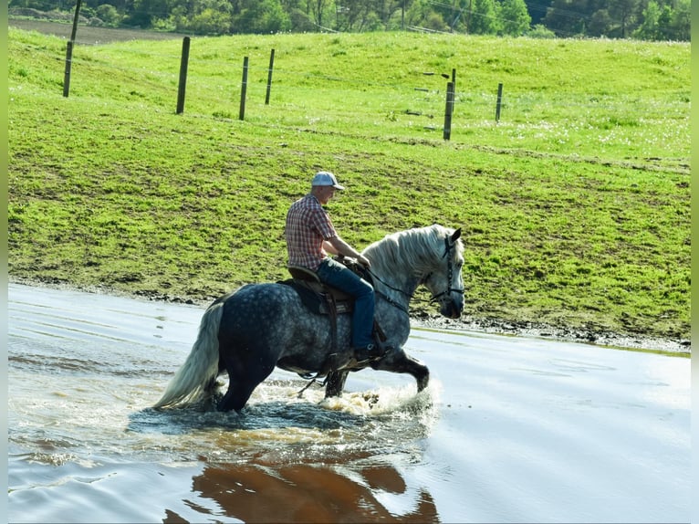 Draft Horse Gelding 8 years 16,3 hh Grey-Dapple in Warsaw, NY
