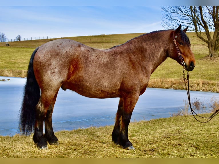 Draft Horse Mix Gelding 8 years 16,3 hh Roan-Bay in Fresno