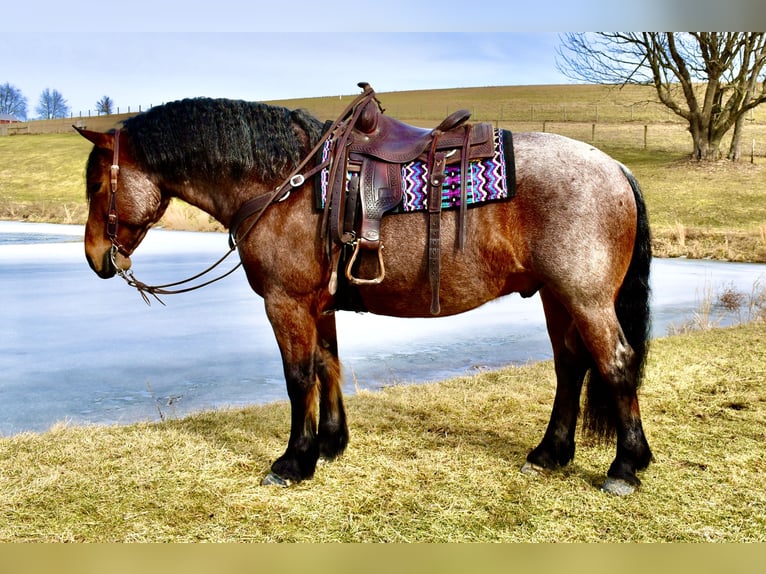 Draft Horse Mix Gelding 8 years 16,3 hh Roan-Bay in Fresno