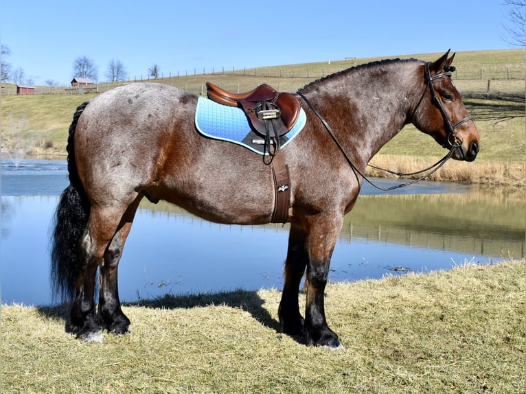 Draft Horse Mix Gelding 8 years 16,3 hh Roan-Bay in Fresno