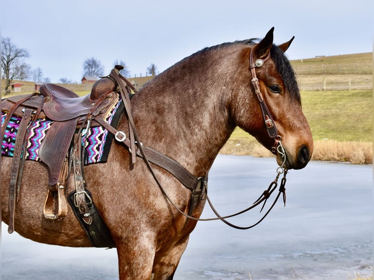 Draft Horse Mix Gelding 8 years 16,3 hh Roan-Bay in Fresno