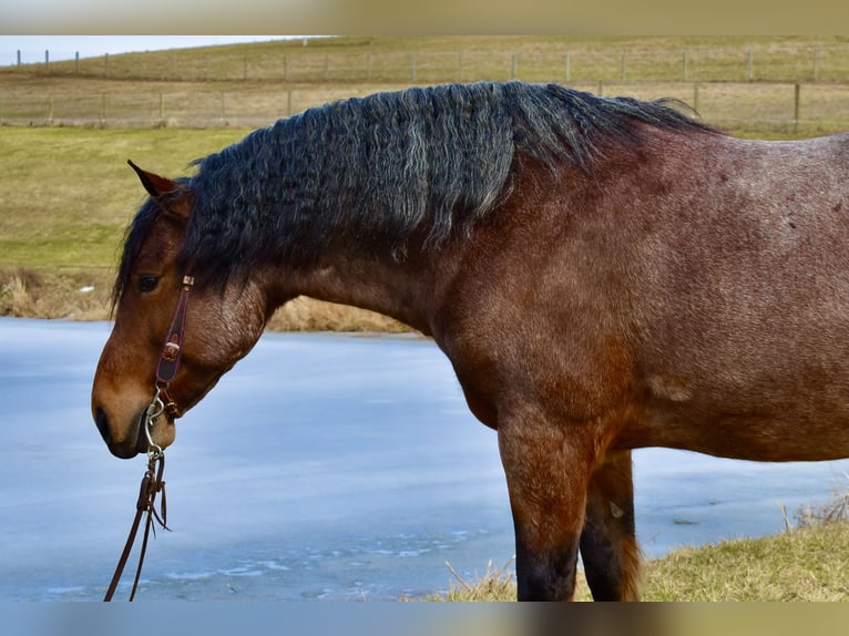 Draft Horse Mix Gelding 8 years 16,3 hh Roan-Bay in Fresno