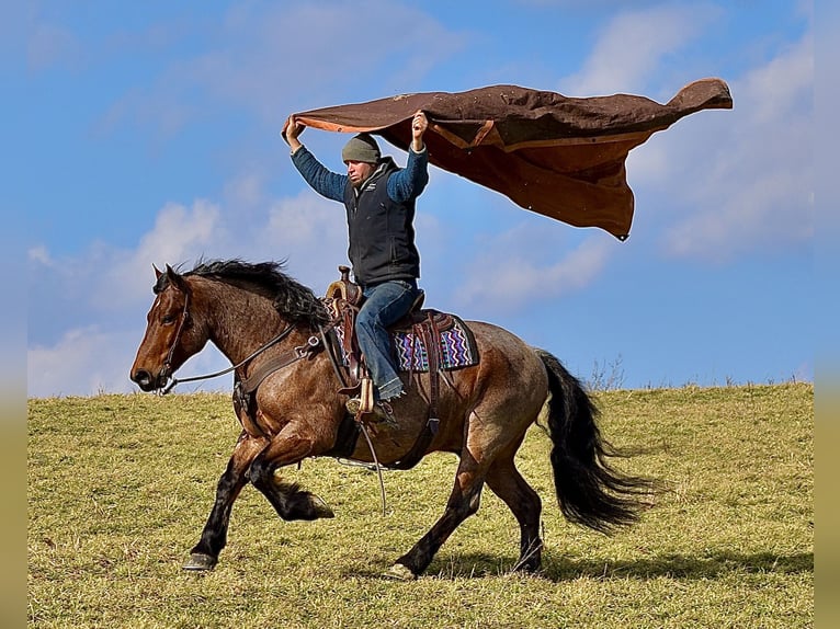 Draft Horse Mix Gelding 8 years 16,3 hh Roan-Bay in Fresno