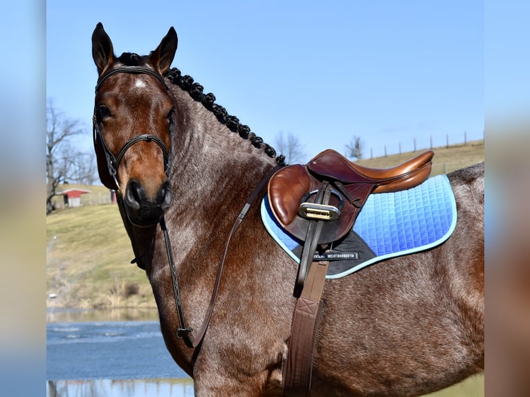 Draft Horse Mix Gelding 8 years 16,3 hh Roan-Bay in Fresno