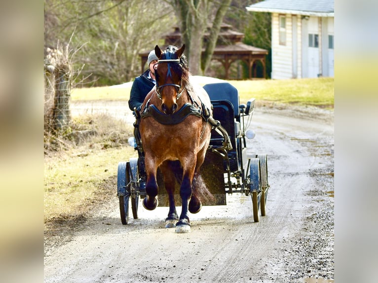 Draft Horse Mix Gelding 8 years 16,3 hh Roan-Bay in Fresno