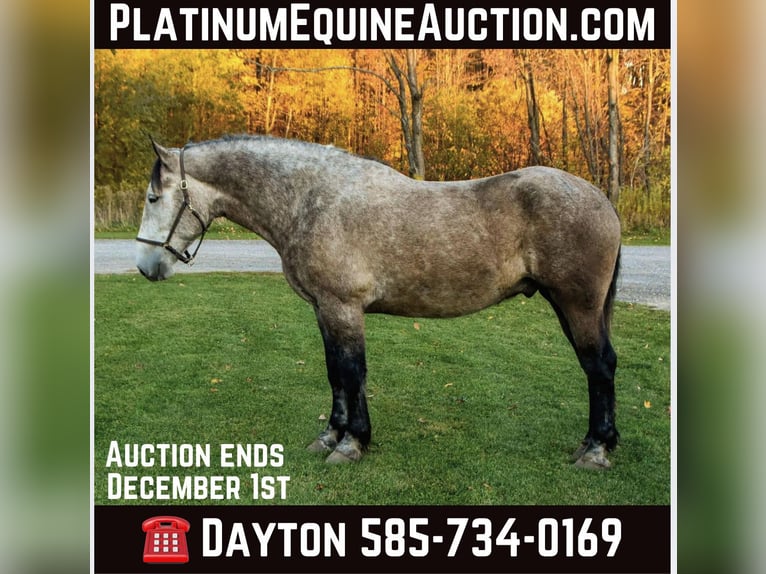 Draft Horse Gelding 8 years 17.3 hh Grey in Warsaw NY