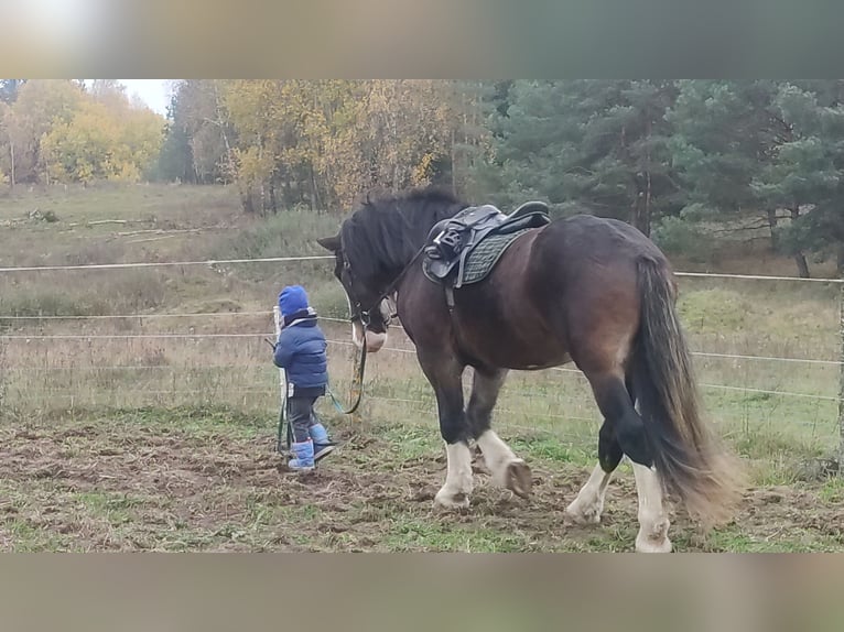 Draft Horse Mix Gelding 8 years 17 hh Bay in Vilnius