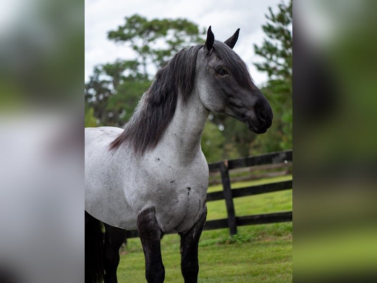 Draft Horse Mix Gelding 8 years 17 hh Roan-Blue in Ocala