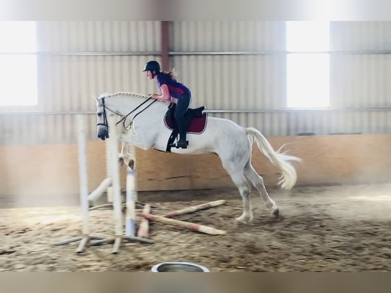 Draft Horse Gelding 8 years 17,1 hh Gray in Sligo