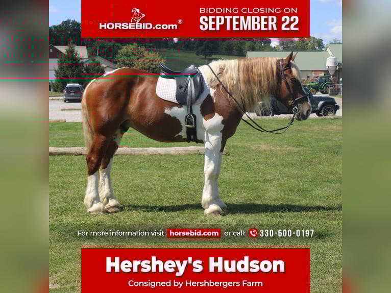 Draft Horse Mix Gelding 8 years 17,3 hh Pinto in Millersburg