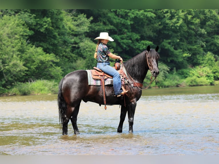 Draft Horse Mix Gelding 8 years Black in Clarion