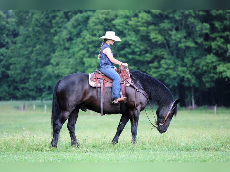 Draft Horse Mix Gelding 8 years Black in Clarion