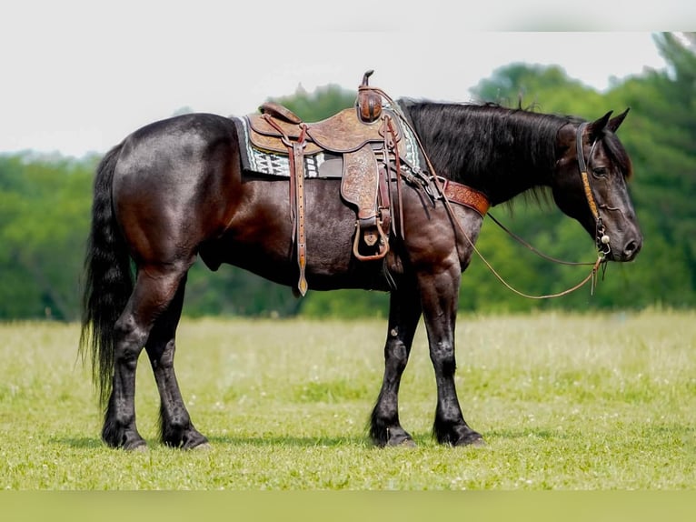 Draft Horse Mix Gelding 8 years Black in Clarion