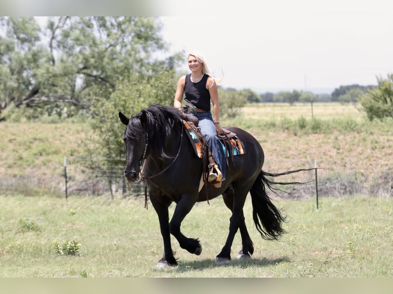 Draft Horse Mix Gelding 8 years Black in Weatherford