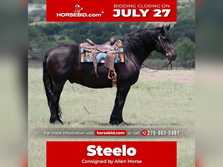 Draft Horse Mix Gelding 8 years Black in Brock, TX