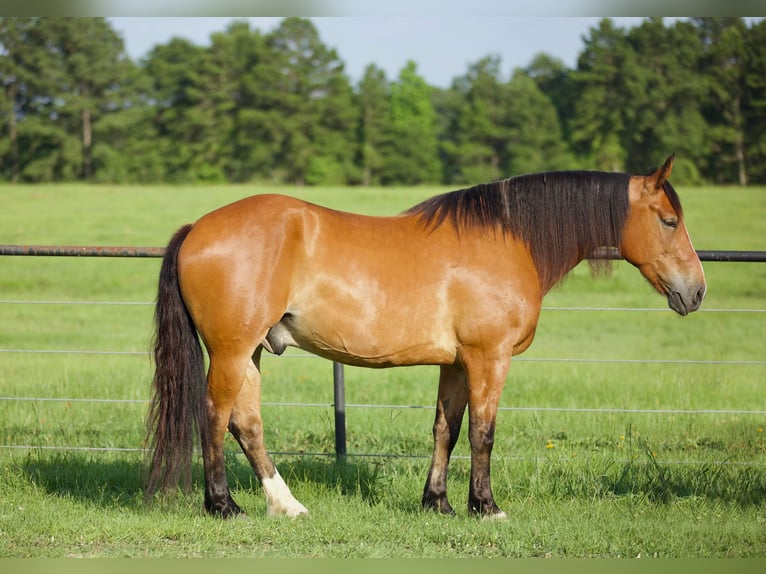 Draft Horse Gelding 8 years Dun in Huntsville tX