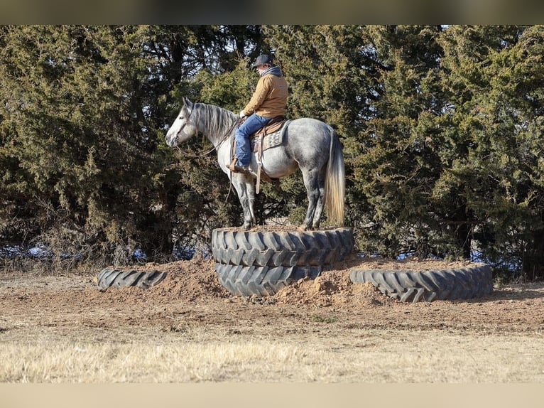 Draft Horse Mix Gelding 8 years Grey in Ripley