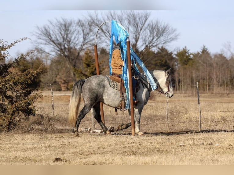 Draft Horse Mix Gelding 8 years Grey in Ripley