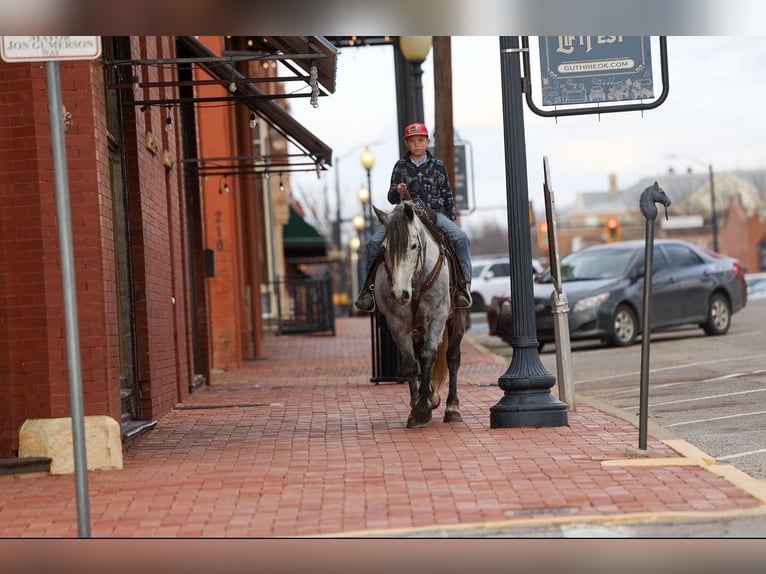 Draft Horse Mix Gelding 8 years Grey in Ripley