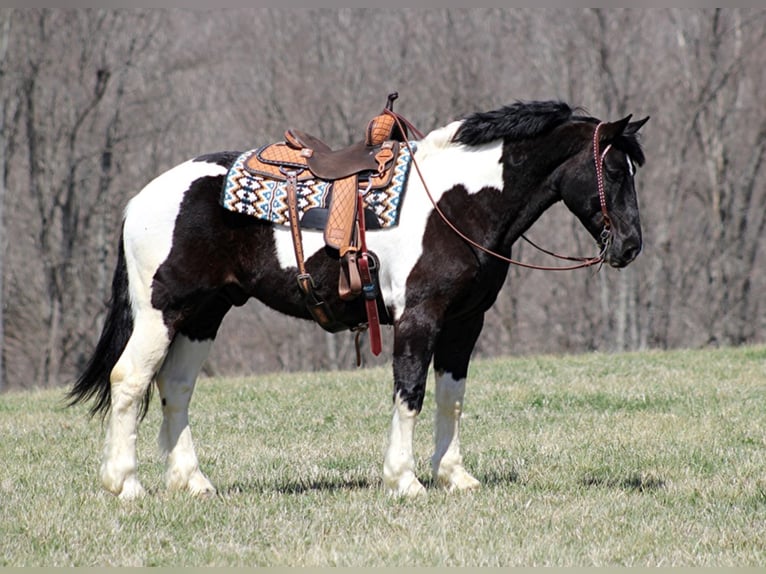 Draft Horse Gelding 8 years Tobiano-all-colors in Brodhead Ky