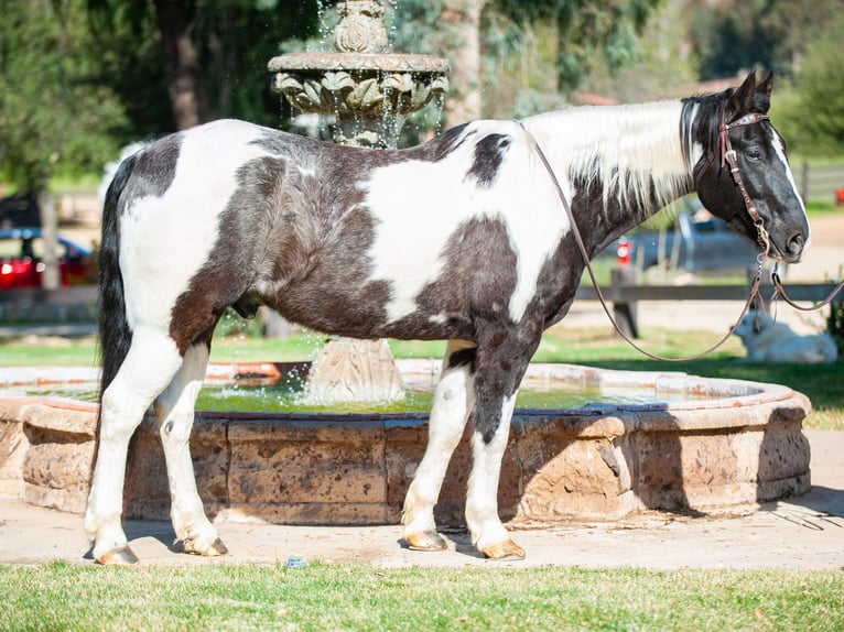 Draft Horse Gelding 8 years Tobiano-all-colors in Murrieta, CA