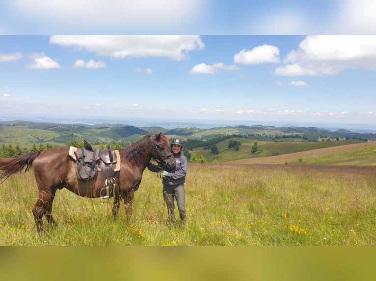 Draft Horse Mix Gelding 9 years 14,1 hh Bay-Dark in Freiburg im BreisgauFreiburg