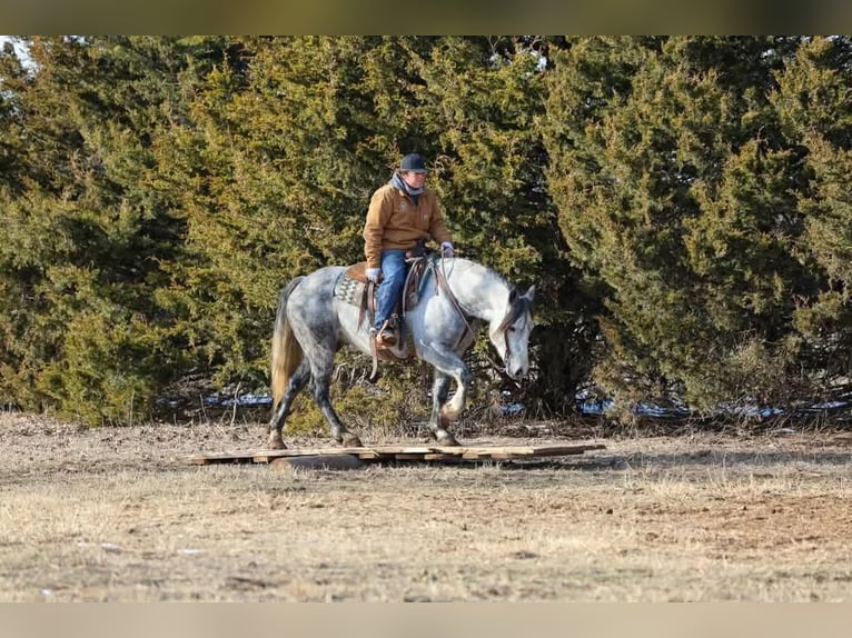 Draft Horse Gelding 9 years 14.3 hh Grey in Ripley