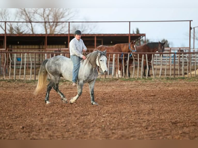 Draft Horse Gelding 9 years 14.3 hh Grey in Ripley