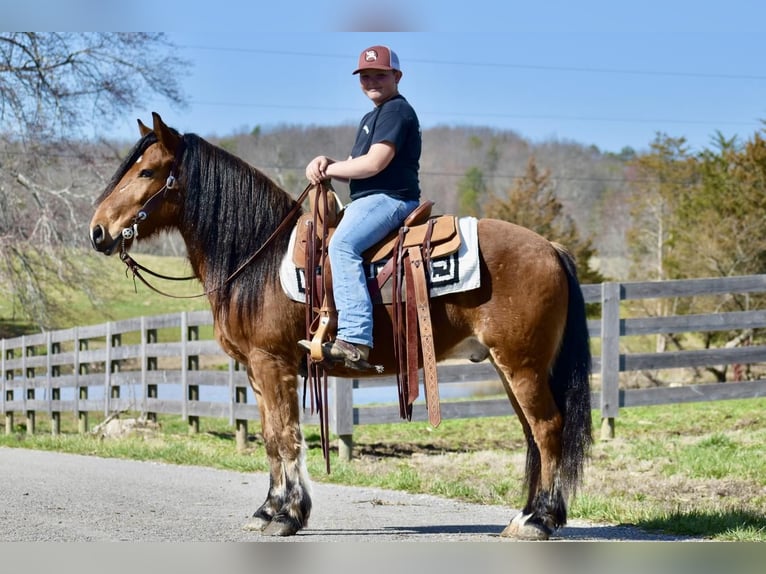 Draft Horse Mix Gelding 9 years 14 hh Bay in Crab Orchard, KY