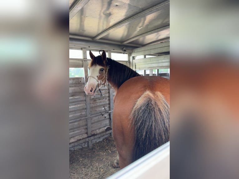 Draft Horse Gelding 9 years 14,2 hh Sabino in Atlanta