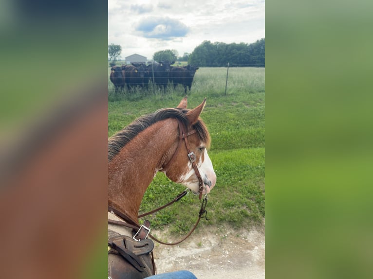 Draft Horse Gelding 9 years 14,2 hh Sabino in Atlanta