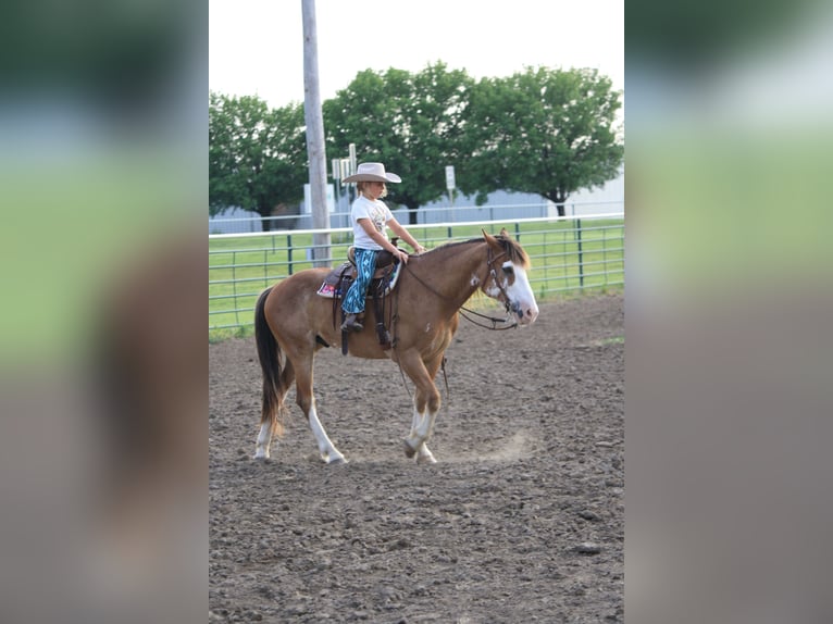 Draft Horse Gelding 9 years 14,2 hh Sabino in Atlanta