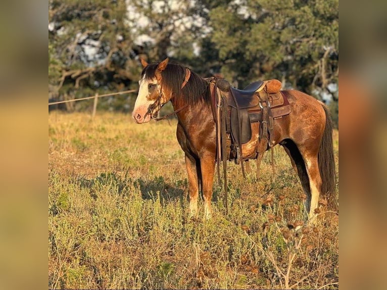 Draft Horse Gelding 9 years 14,2 hh Sabino in Atlanta