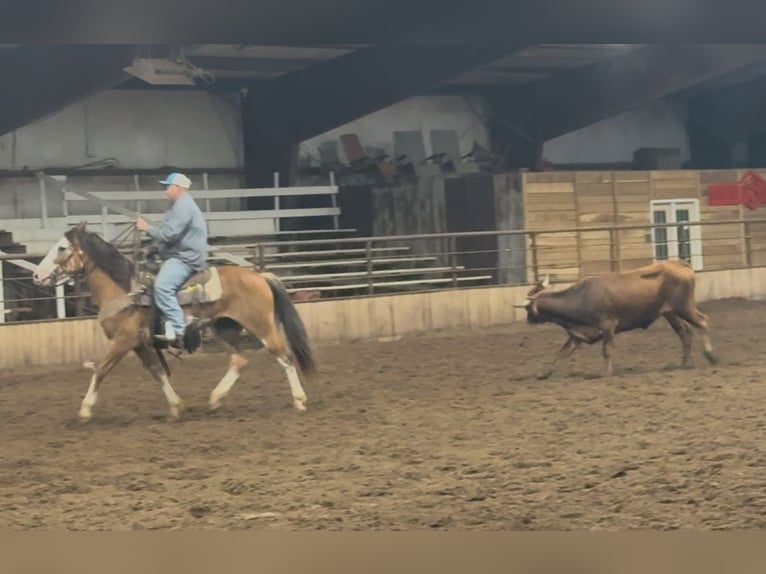 Draft Horse Gelding 9 years 14,2 hh Sabino in Atlanta