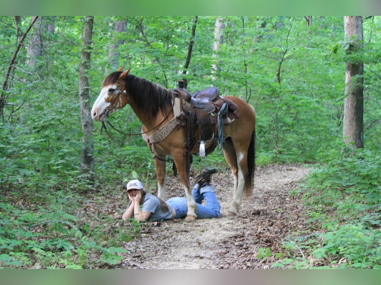 Draft Horse Gelding 9 years 14,2 hh Sabino in Atlanta