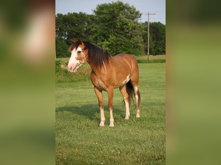 Draft Horse Gelding 9 years 14,2 hh Sabino in Atlanta
