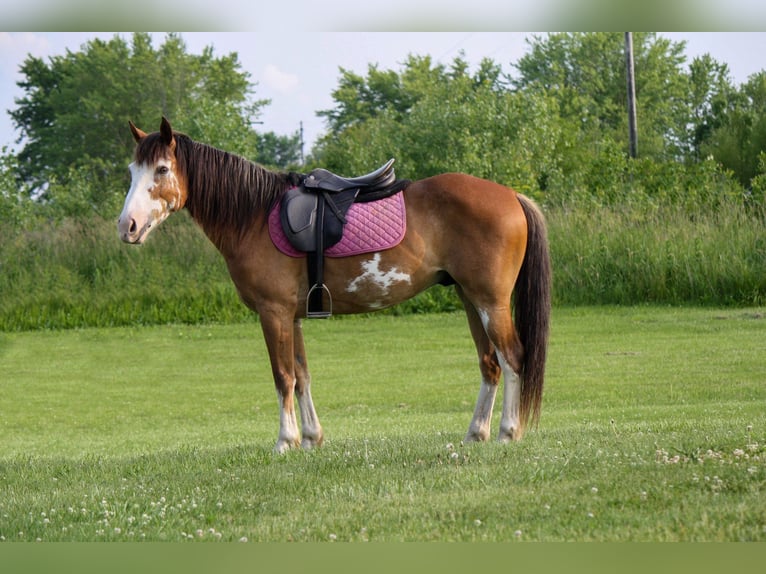 Draft Horse Gelding 9 years 14,2 hh Sabino in Atlanta