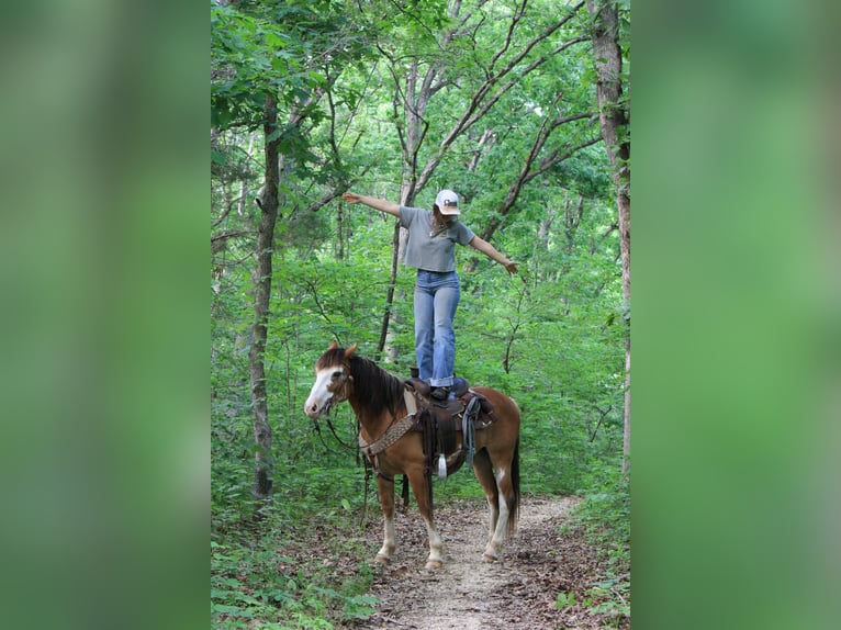 Draft Horse Gelding 9 years 14,2 hh Sabino in Atlanta