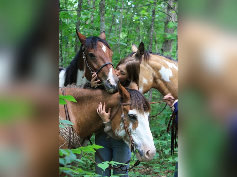 Draft Horse Gelding 9 years 14,2 hh Sabino in Atlanta