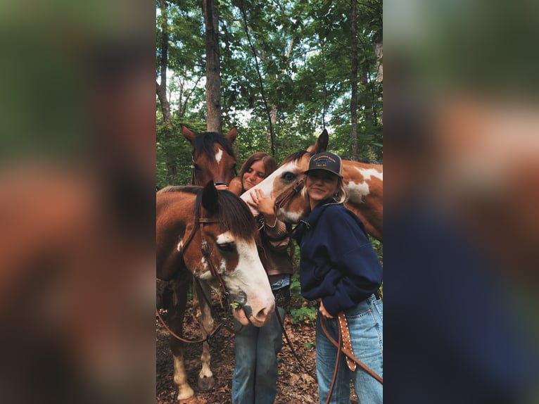 Draft Horse Gelding 9 years 14,2 hh Sabino in Atlanta