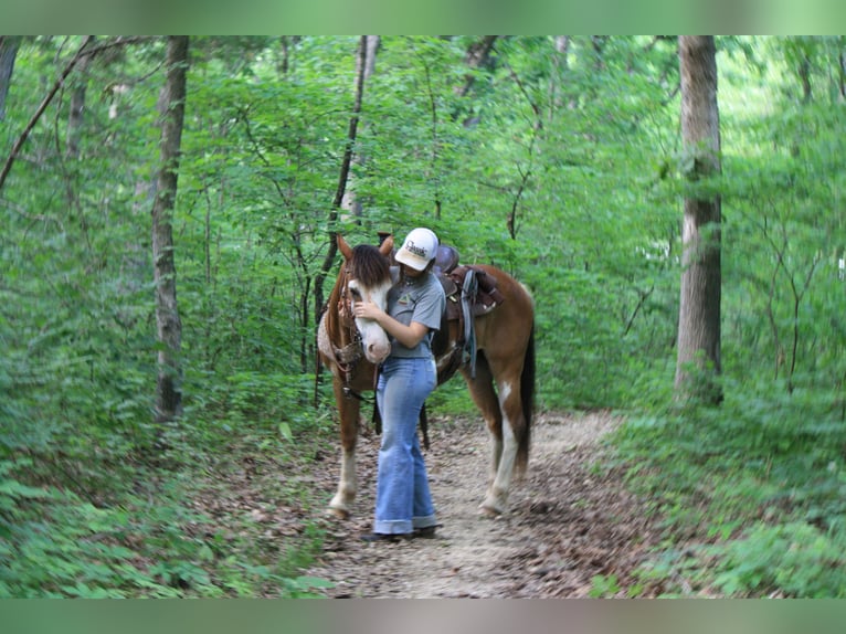 Draft Horse Gelding 9 years 14,2 hh Sabino in Atlanta