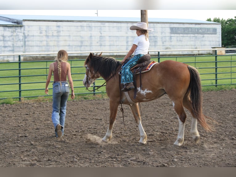 Draft Horse Gelding 9 years 14,2 hh Sabino in Atlanta