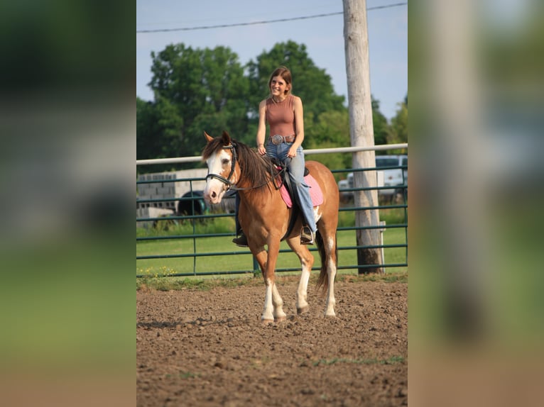 Draft Horse Gelding 9 years 14,2 hh Sabino in Atlanta