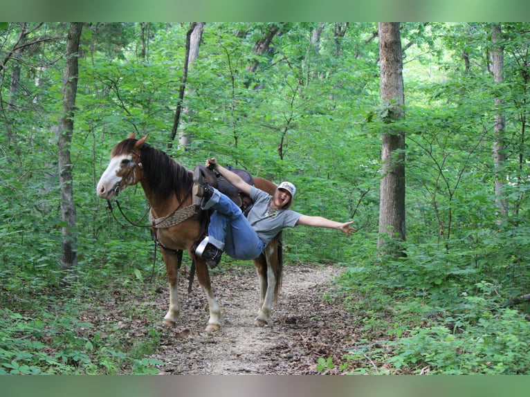 Draft Horse Gelding 9 years 14,2 hh Sabino in Atlanta