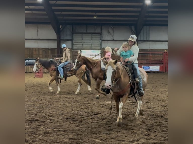 Draft Horse Gelding 9 years 14,2 hh Sabino in Atlanta