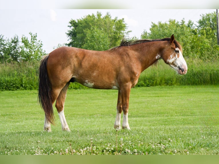 Draft Horse Gelding 9 years 14,2 hh Sabino in Atlanta