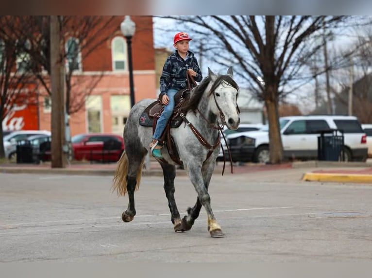 Draft Horse Gelding 9 years 14,3 hh Grey in Ripley