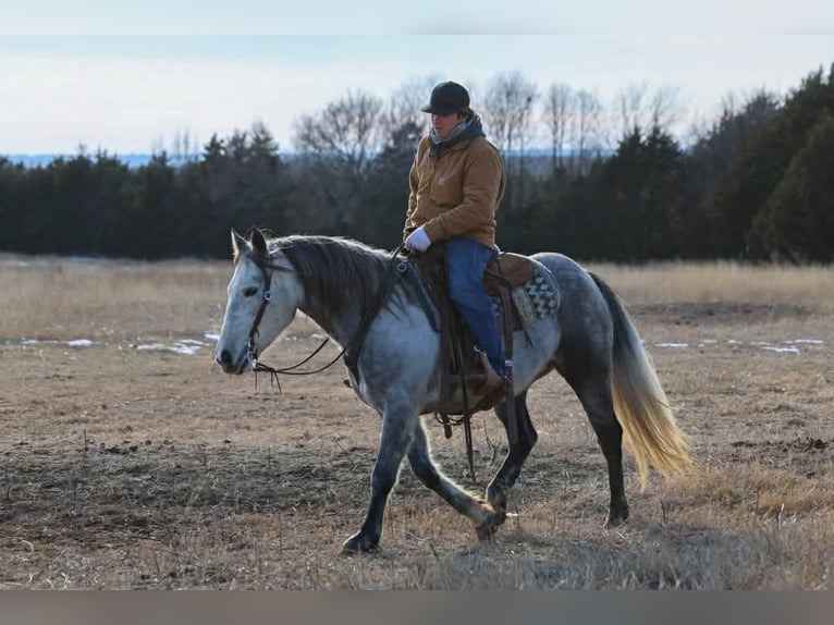 Draft Horse Gelding 9 years 14,3 hh Grey in Ripley
