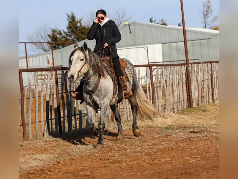 Draft Horse Gelding 9 years 14,3 hh Grey in Ripley