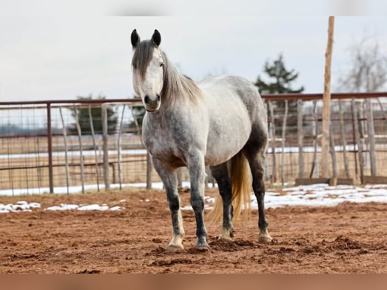 Draft Horse Gelding 9 years 14,3 hh Grey in Ripley